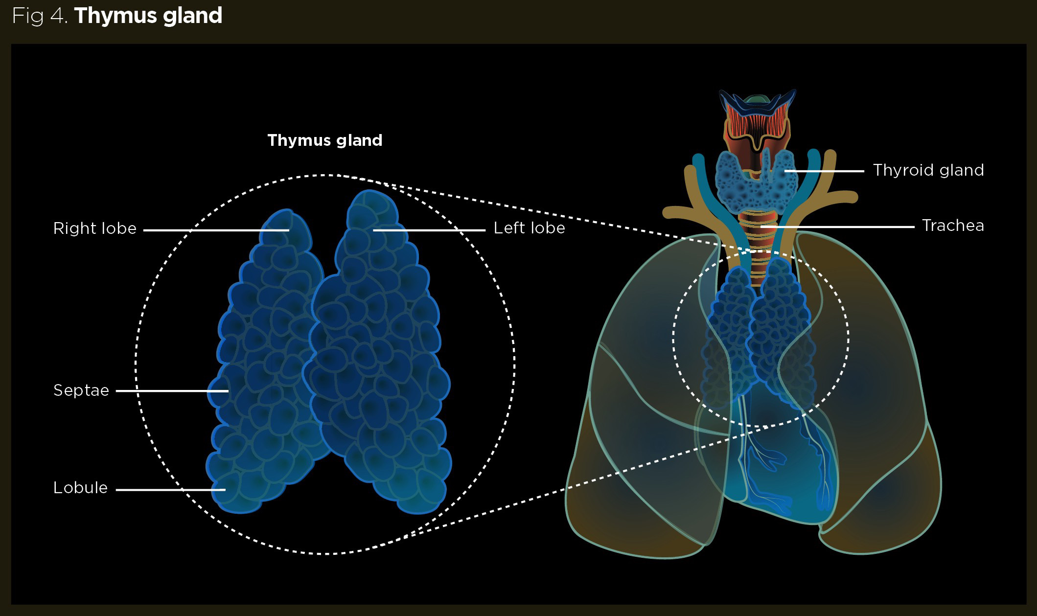 Thymus und Zirbeldrüse: Die Achse für unsere Longevity – und wie Meditation dabei unterstützt